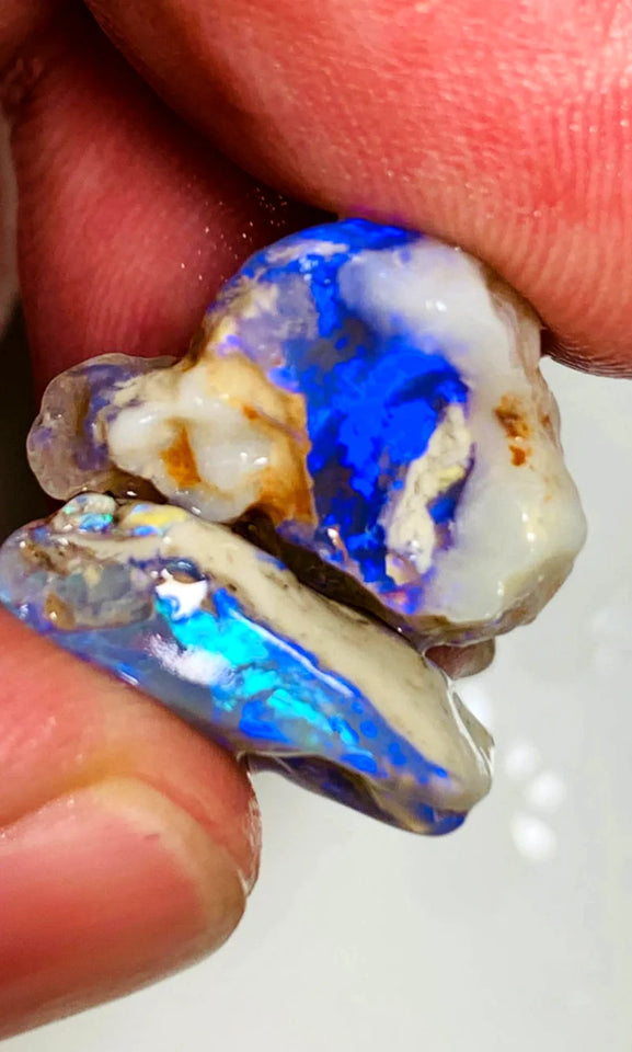 Opal Fever Mate Auction