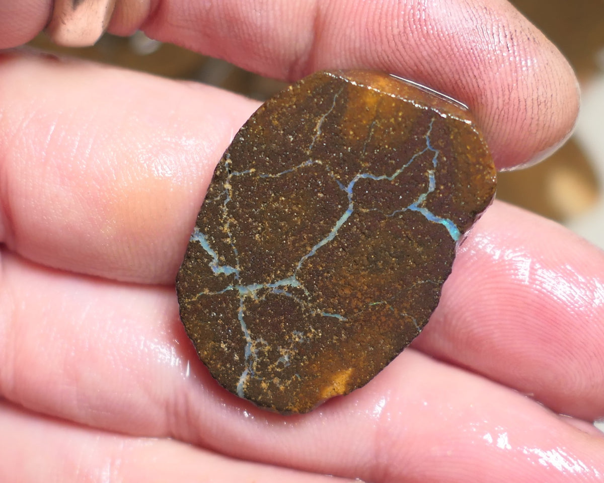 Queensland Boulder Matrix opal 55cts rough / slice Koroit some fires 30x20x6mm JanA50