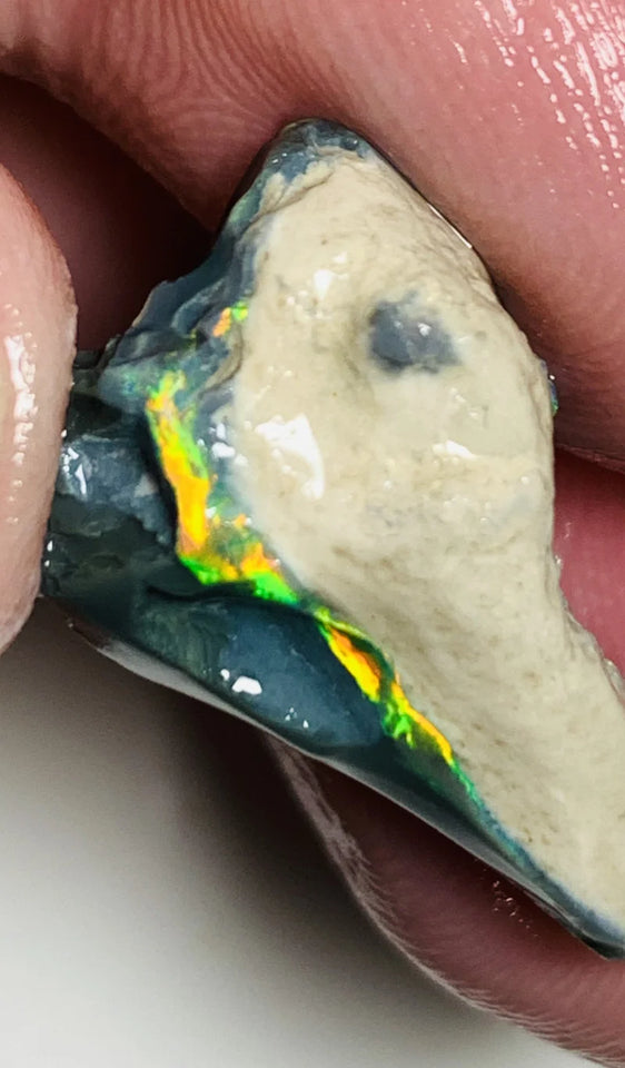 Lightning Ridge Rough Mulga® Blacks GEM Opal  Untouched Select seam 18.4cts Amazing Vivid bright Golds/Greens 26x15x11mm WSZ01