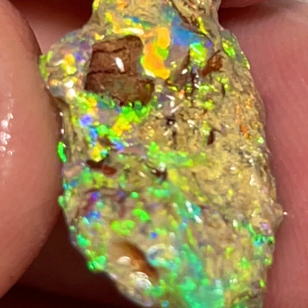 Bling Bling Lightning Ridge Rough Opal 6.25cts Untouched Opalised Wood Fossil Vibrant Rich Bright Multifires 20x10x5mm NEW26