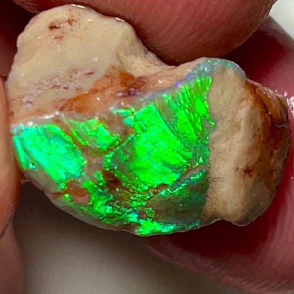 Electric Greens Lightning Ridge Rough Opal 11.25cts Opalised Shell Bright in bars 20x12x10mm NSW035