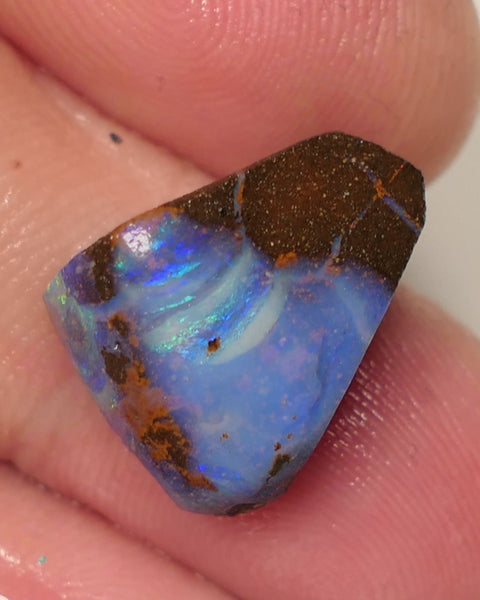 Queensland Boulder Matrix opal 12cts rough / Rub Winton Bright Multifires 15x12x7mm 0423