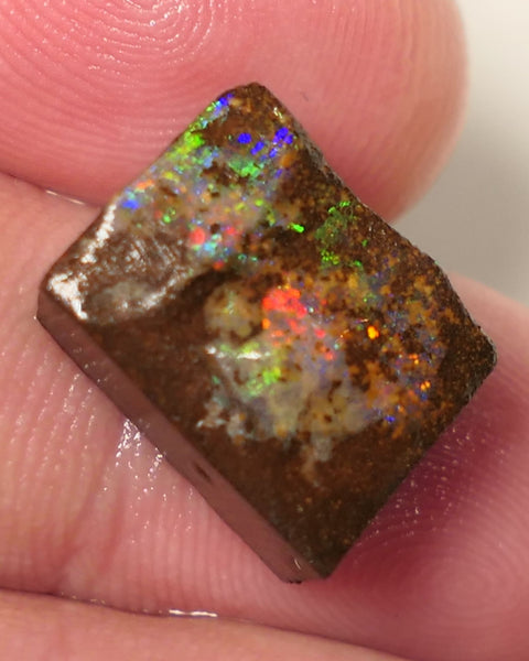 Queensland Boulder Matrix opal 14cts rough / Rub Winton Bright Gem Reds & Multifires 14x12x6mm 0424