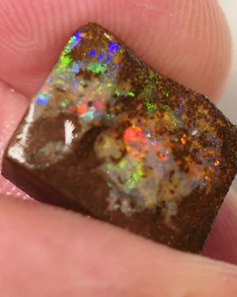 Queensland Boulder Matrix opal 14cts rough / Rub Winton Bright Gem Reds & Multifires 14x12x6mm 0424