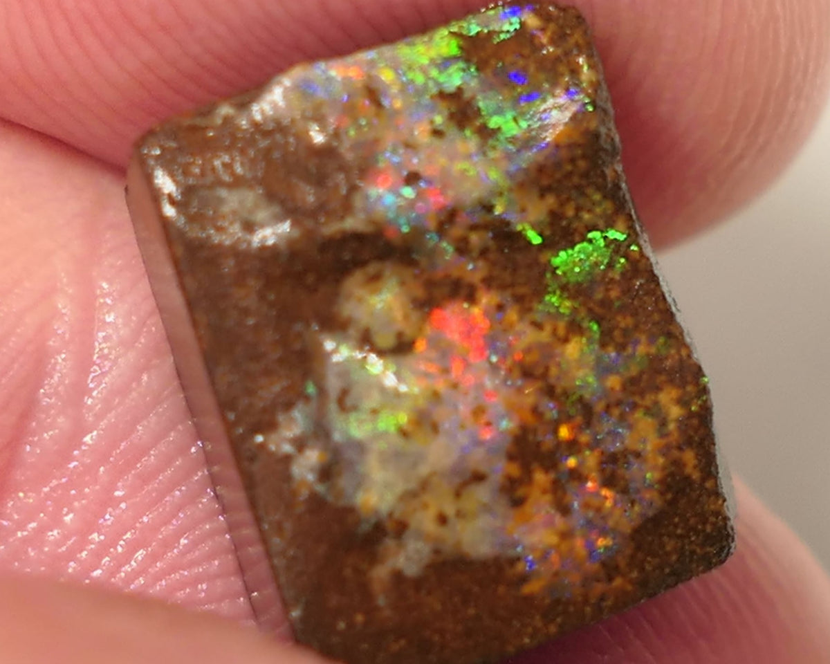 Queensland Boulder Matrix opal 14cts rough / Rub Winton Bright Gem Reds & Multifires 14x12x6mm 0424