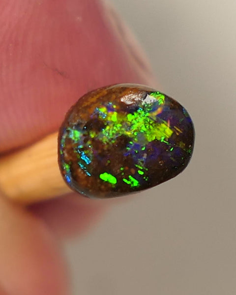 Queensland Boulder GEM Boulder opal 1.3cts rough / Rub / Preform Winton Amazing Super Bright Electric Vibrant & Vivid Multifires 10x6x2mm 0523