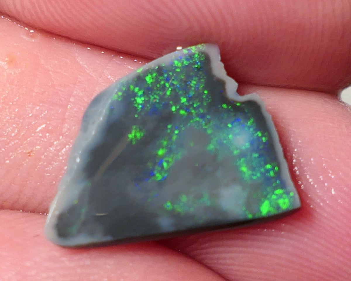 Lightning Ridge Opal Dark Base Seam Rough Rub 2.4cts Stunning Display of Bright Multifires 19x11x2mm 0549