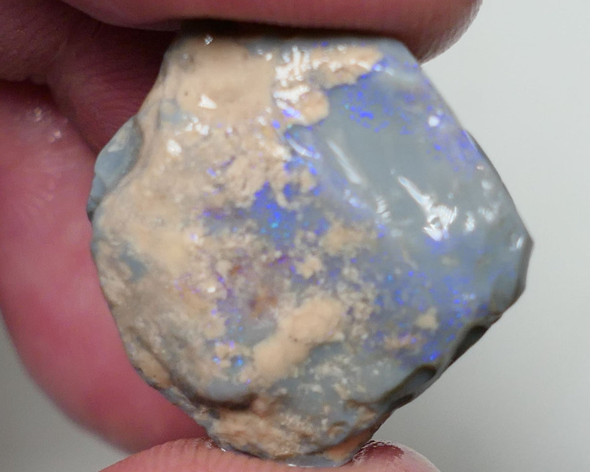 Lightning Ridge Rough Opal 22cts Dark Base Seam showing Lots Blues in the bar 20x19x9mm 0559