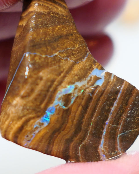 Queensland Boulder Matrix opal 30cts rough Winton Nice Sized With Bars to expose & explore 35x20x8mm 0631