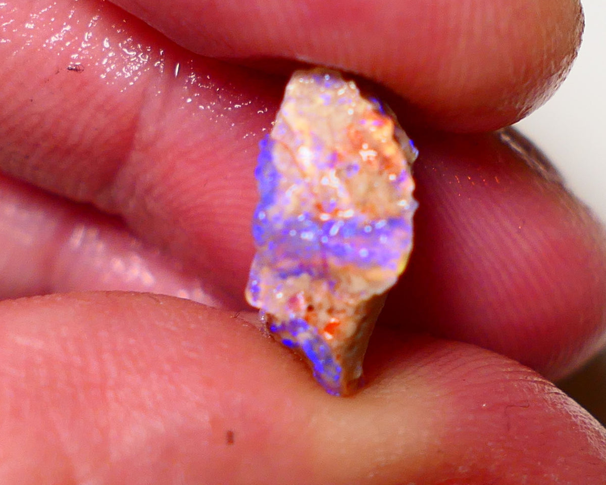 Lightning Ridge Rough Opal 4.5cts Dark Base Pea Knobby formation showing nice  Bright colours 15x10x5mm 0808