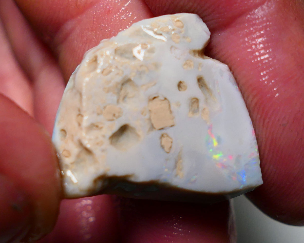 Lightning Ridge Opal Grey Base Big Seam Rough Rub 28cts Stunning Zones of Bright Multi Colours 24x20x10mm 1305