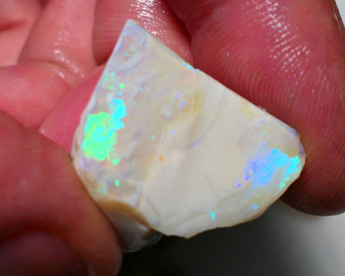 Lightning Ridge Opal Grey Base Big Seam Rough Rub 28cts Stunning Zones of Bright Multi Colours 24x20x10mm 1305