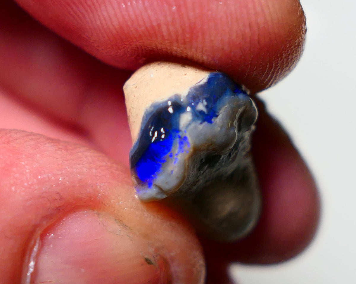 Lightning Ridge Black Knobby Rough Opal 12.00cts Gamble showing Bright blue fires 19x12x10mm 1302