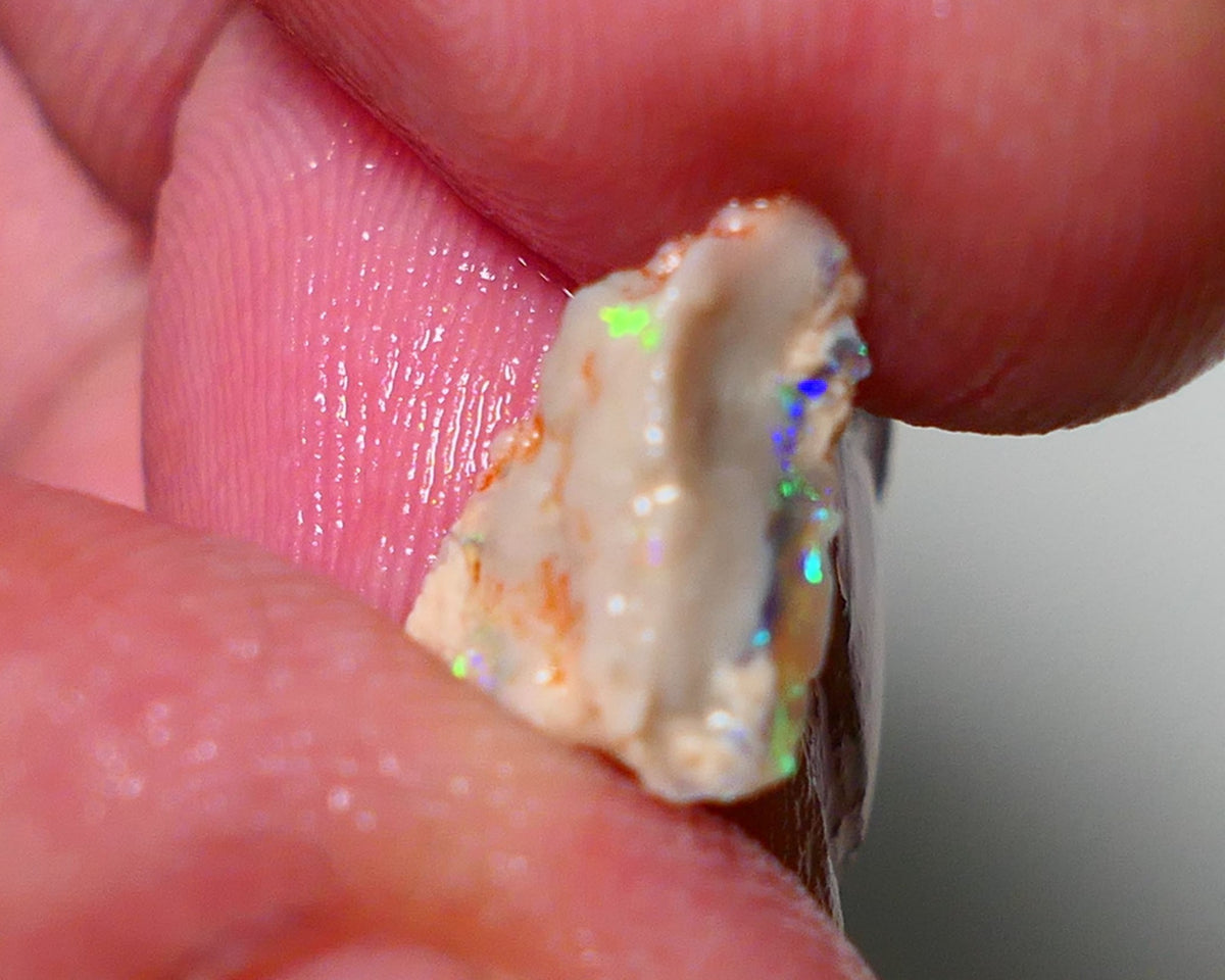 Lightning Ridge Opal pair small bits of Knobby Rough 4.25cts Stunning Bright Multi Colours 12x8x5mm & 13xx4mm 1312