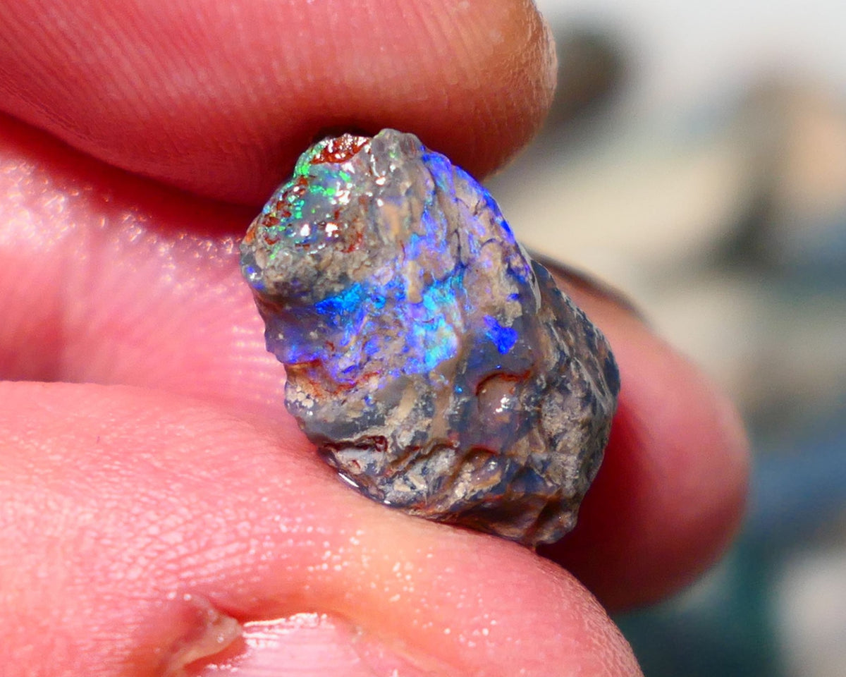 Lightning Ridge Opal Rough Stunning Knobby/ Opalised Fossil 6.00cts Exotic multi colours 16x10x8mm 1329