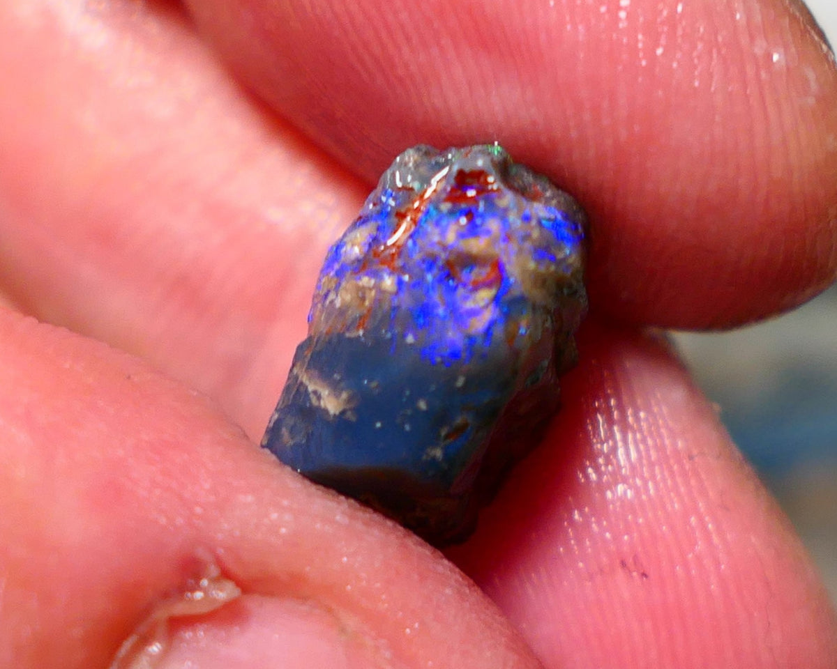 Lightning Ridge Opal Rough Stunning Knobby/ Opalised Fossil 6.00cts Exotic multi colours 16x10x8mm 1329