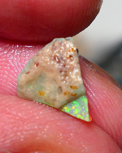 Lightning Ridge Rough Opal 1.75cts Little Seam Gamble Very Bright multicolours 10x8x4mm 1410