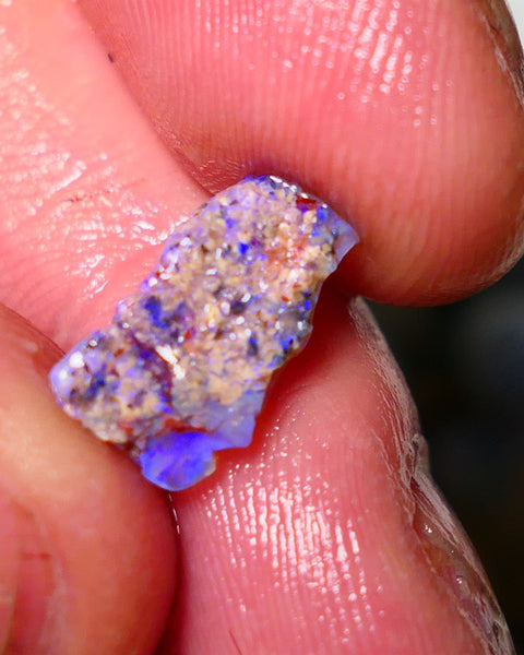 Lightning Ridge Untouched Opalised fossil rough 2.5cts Bright colourful 13x8x4mm A1512