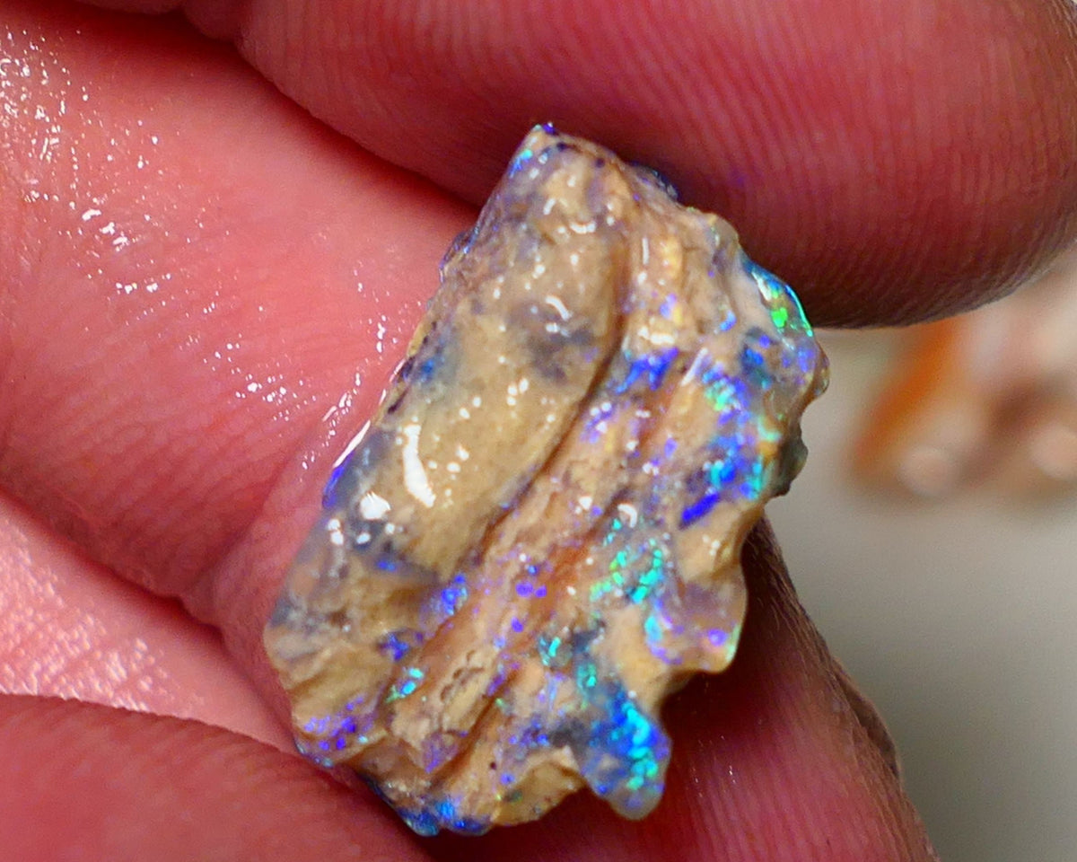 Lightning Ridge 26cts Very Bright pair of gorgeous Dark base Crystal Opalised fossil rough to cut/carve Vibrant Blue/purple/green 18x18x11mm & 2x12x9mm A1529