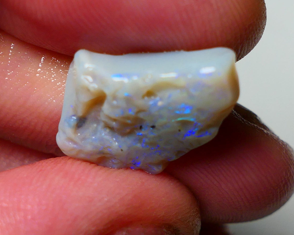 Lightning Ridge Rough Opal 8.25cts Dark Base Seam showing Nice bright blues colours 19X14X5MM a1541