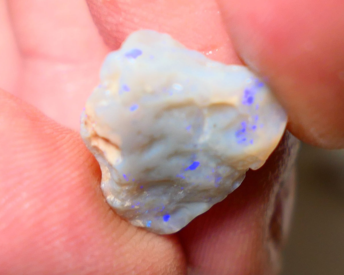 Lightning Ridge Rough Opal 6.50cts Dark Base Gamble Seam some Blue fires in the bar 16x14x6mm Auction NS004