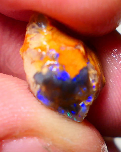 Lightning Ridge Rough Opal 6cts Blue on Black Crystal Knobby Gamble 15x12x7mm NS038