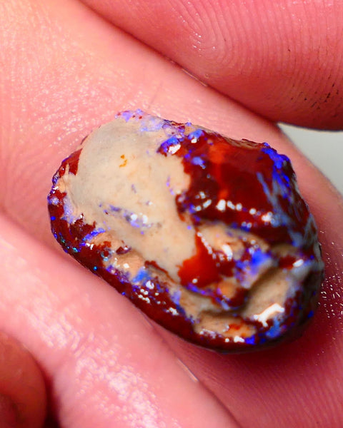 Lightning Ridge Rough Opal 11cts Dark Base Gamble Knobby formation Nice blue fires 19x13x8mm Auction NS107