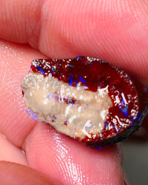 Lightning Ridge Rough Opal 11cts Dark Base Gamble Knobby formation Nice blue fires 19x13x8mm Auction NS107