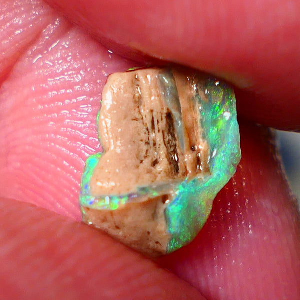 Opalised fossil Stunning Multi colour 1.30cts Rub rough Lightning Ridge 10x8x3mm NSW025