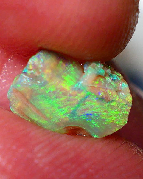 Opalised fossil Stunning Multi colour 1.30cts Rub rough Lightning Ridge 10x8x3mm NSW025