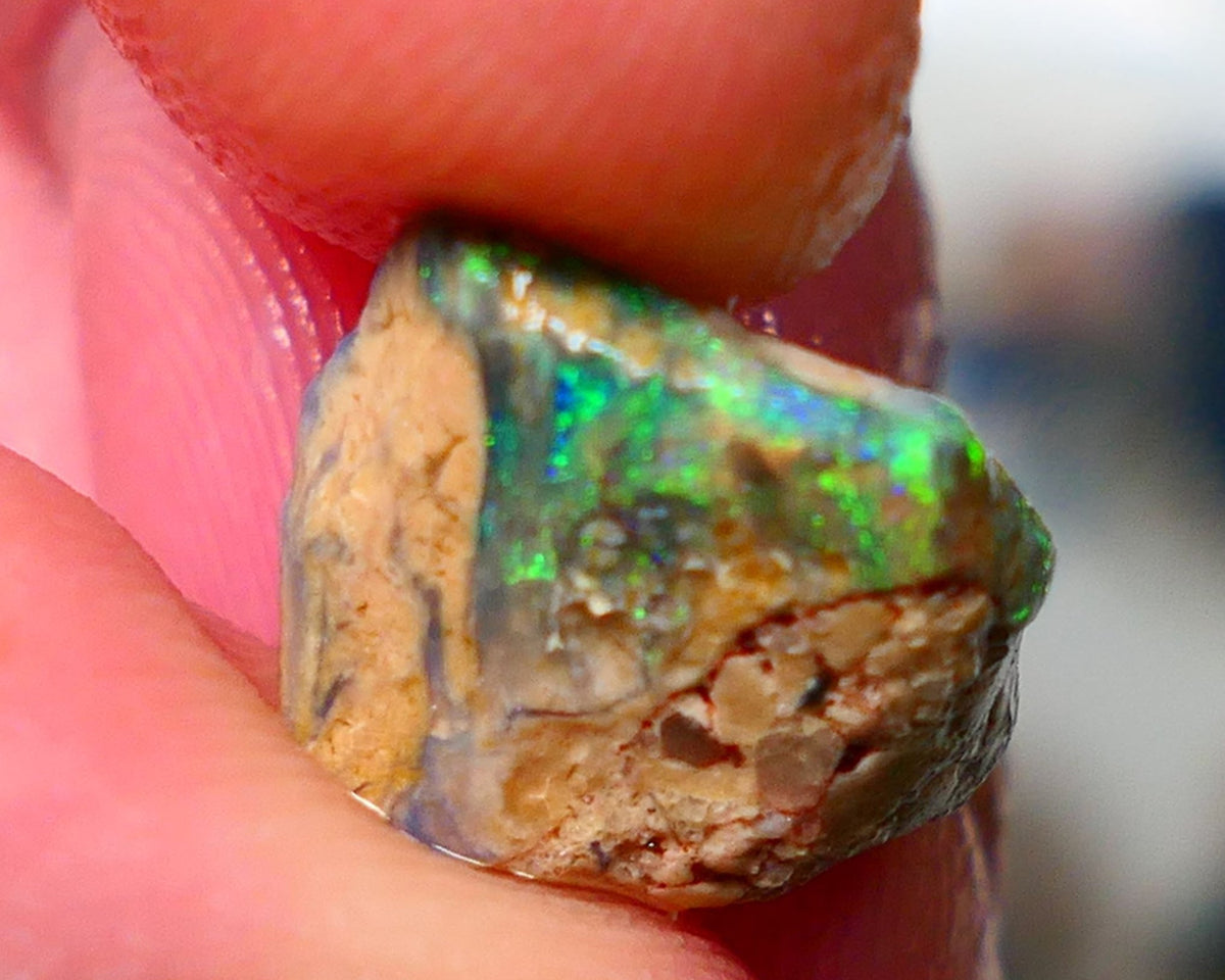 Lightning Ridge Rough / Rub Fossil opal Miners Bench® 4.00cts Exotic Bright Green/Yellow/Blue Fires 12x11x5mm NS148