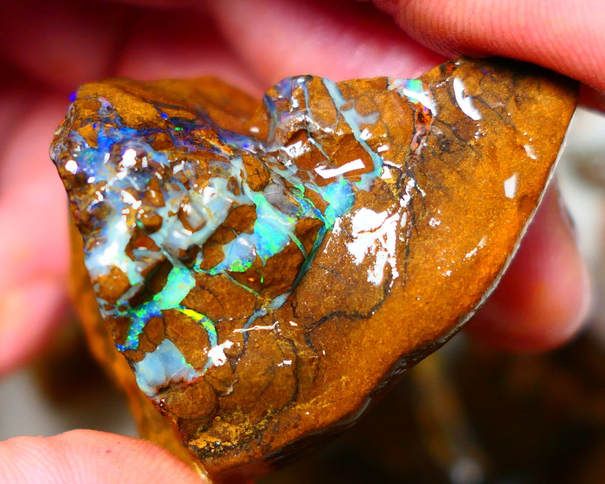 Queensland Boulder / Matrix opal 220cts rough Winton Bright Yellows Greens & Blue fires show plenty to go at here 47x28x28mm  ALP003