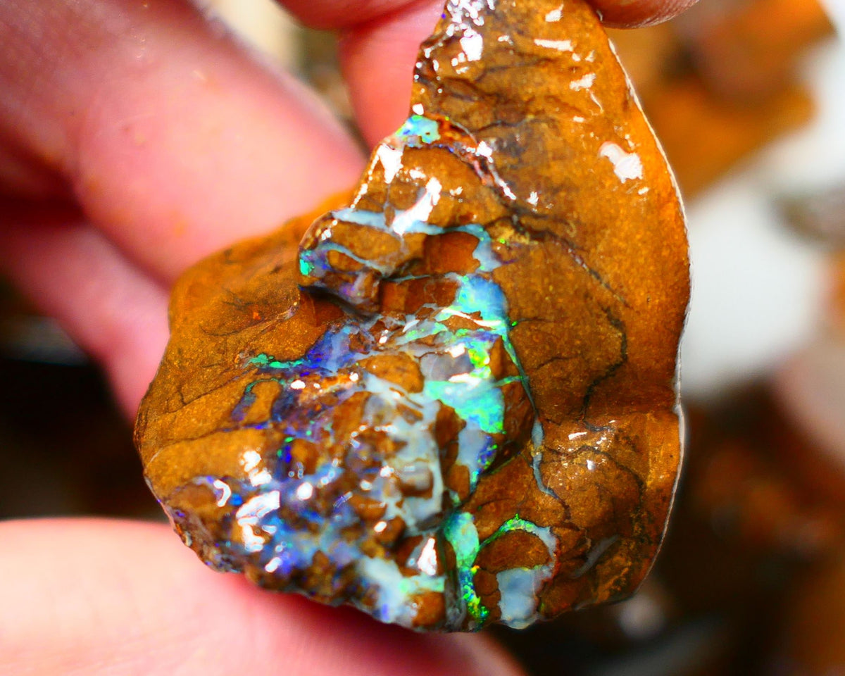 Queensland Boulder / Matrix opal 220cts rough Winton Bright Yellows Greens & Blue fires show plenty to go at here 47x28x28mm  ALP003