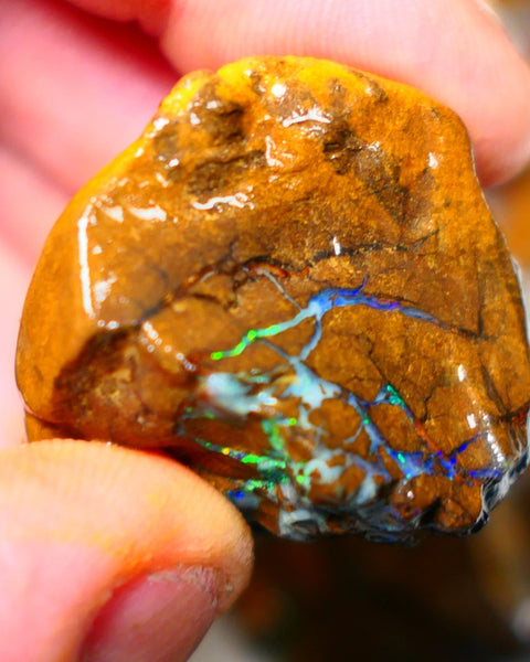 Queensland Boulder / Matrix opal 220cts rough Winton Bright Yellows Greens & Blue fires show plenty to go at here 47x28x28mm  ALP003