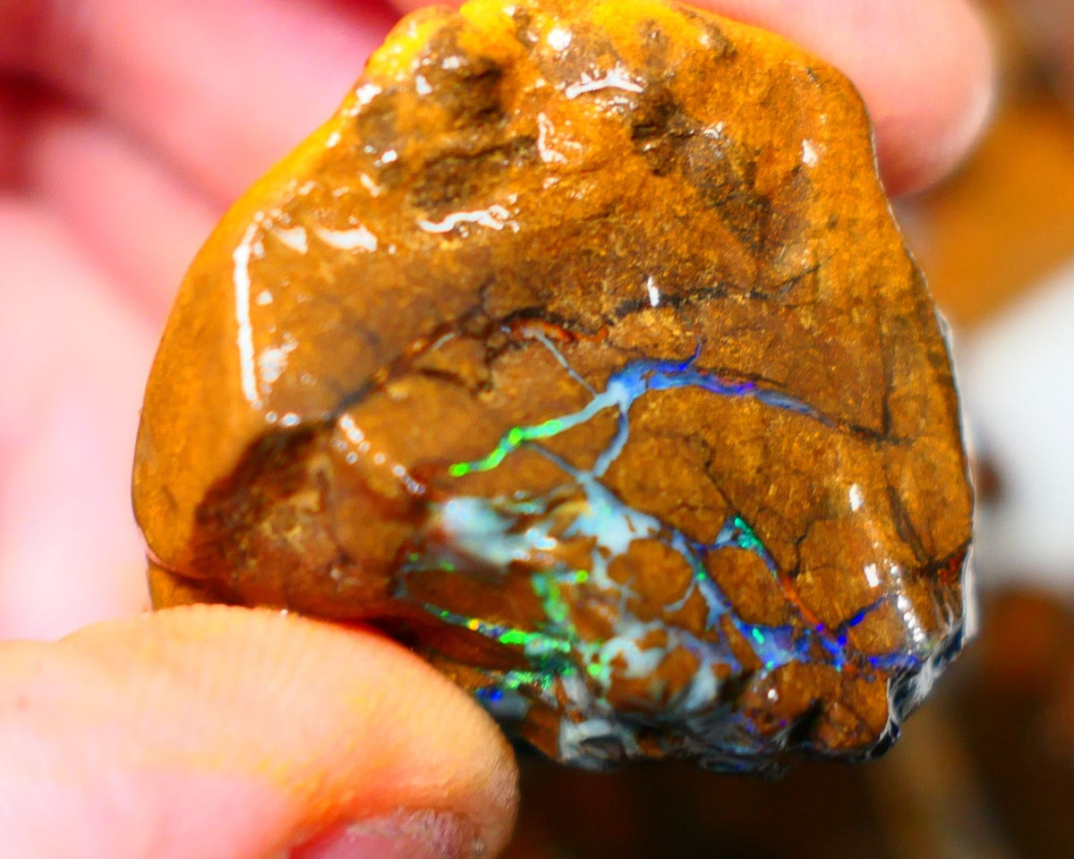 Queensland Boulder / Matrix opal 220cts rough Winton Bright Yellows Greens & Blue fires show plenty to go at here 47x28x28mm  ALP003