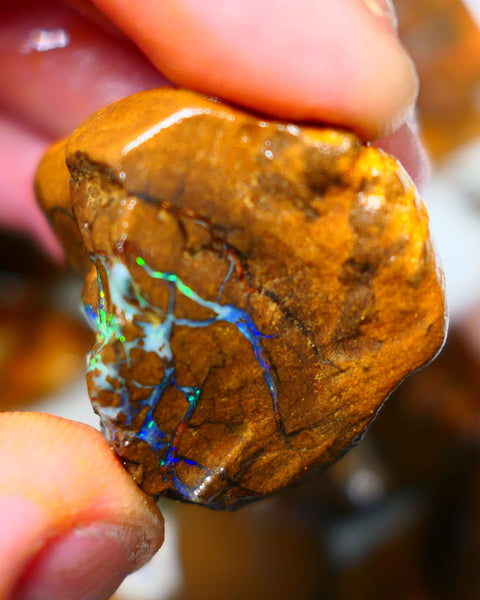 Queensland Boulder / Matrix opal 220cts rough Winton Bright Yellows Greens & Blue fires show plenty to go at here 47x28x28mm  ALP003