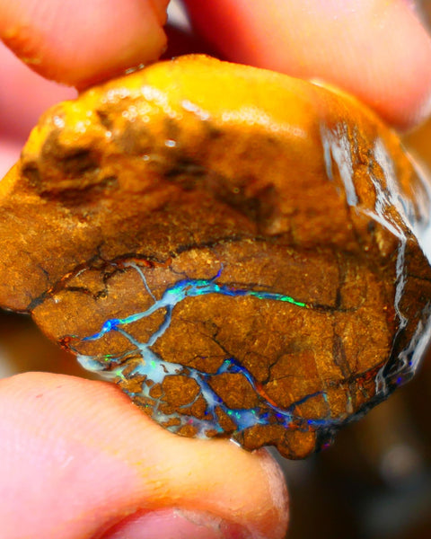 Queensland Boulder / Matrix opal 220cts rough Winton Bright Yellows Greens & Blue fires show plenty to go at here 47x28x28mm  ALP003