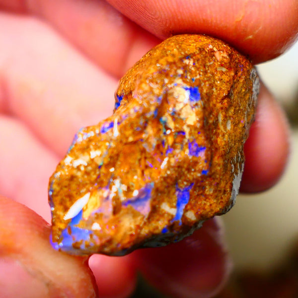 Queensland Sandy Ironstone Boulder opal nodule Showing lots of Bright Blue colours ALP0