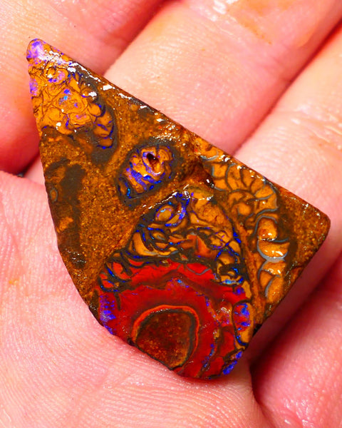 Queensland Boulder / Matrix opal 65cts Big rough/rub Yowah Gorgeous Bright Blue fires show plenty to go at here 38X23X9MM ALP007