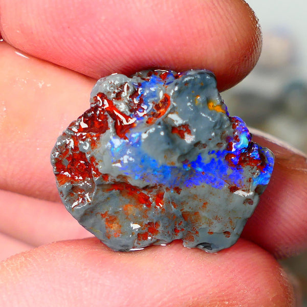 Lightning Ridge Knobby opal rough showing nice bright colours details to come 10.50cts 22x19x6mm ALP105