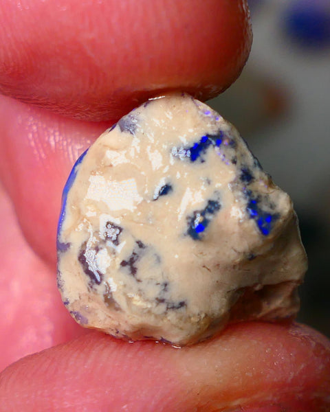 Lightning Ridge Knobby opal rough showing nice bright colours details to come 11.50cts 19x14x9mm ALP103