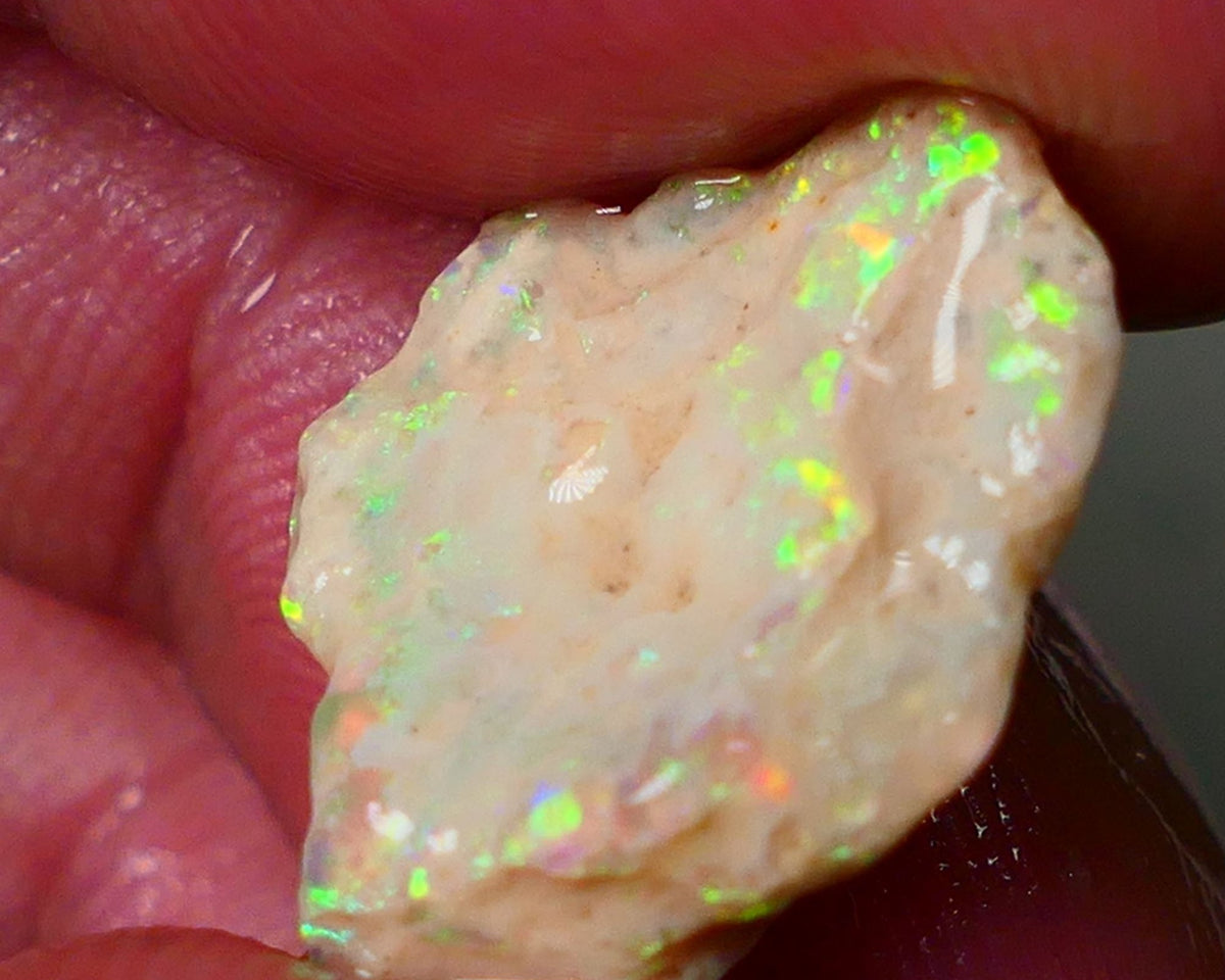 Lightning Ridge Gamble Knobby opal formation rough showing Very bright Yellow dominant Multi colours 7.00cts 20x13x5mm ALP116