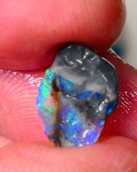 Lightning Ridge Gamble opalised fossil rough showing Exotic Multi colours 3.15cts 13x8x5mm  ALP115