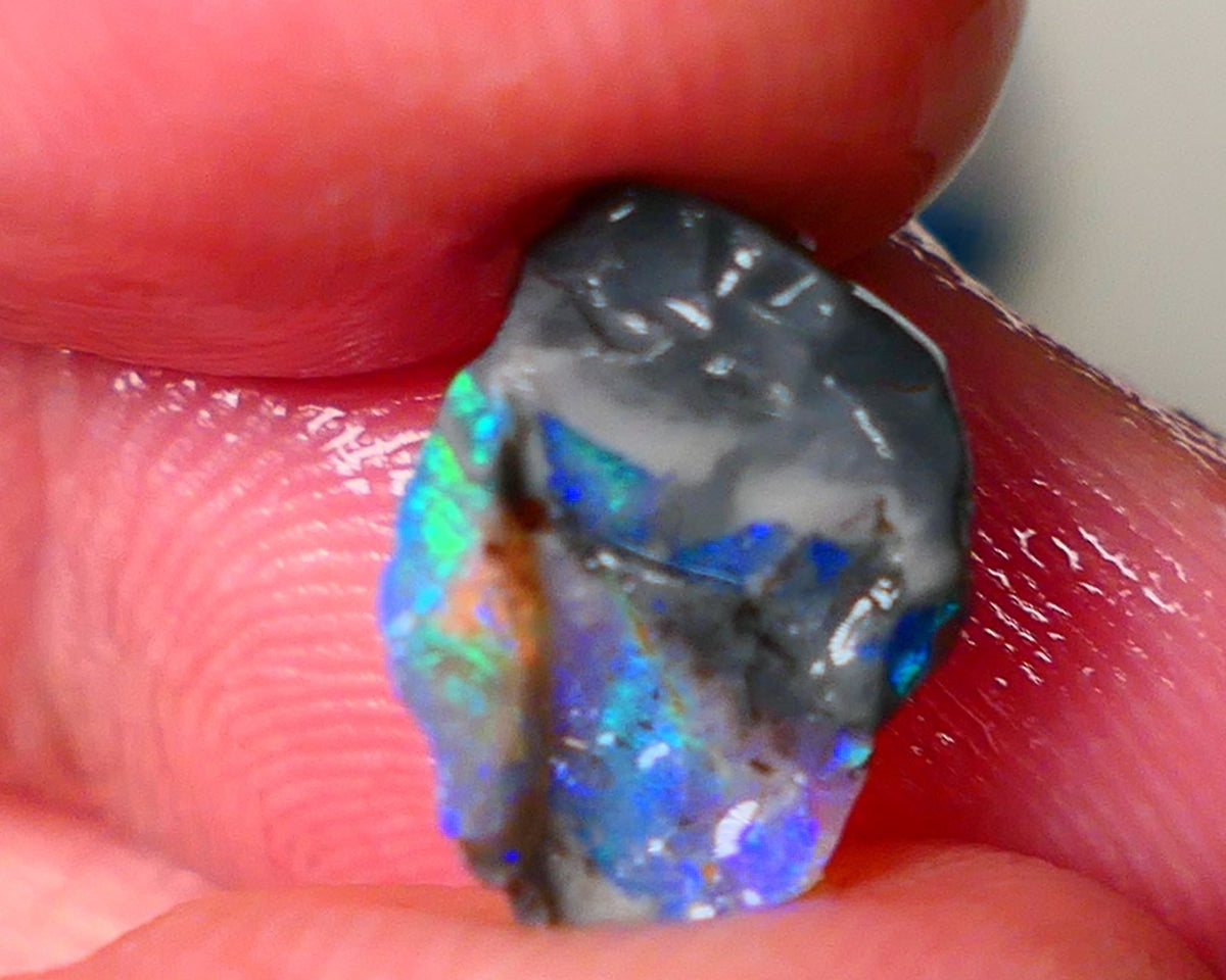 Lightning Ridge Gamble opalised fossil rough showing Exotic Multi colours 3.15cts 13x8x5mm  ALP115