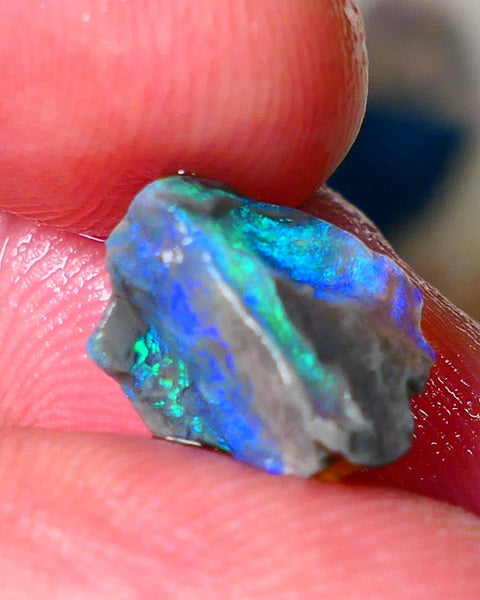 Lightning Ridge Gamble opalised fossil rough showing Exotic Multi colours 3.15cts 13x8x5mm  ALP115