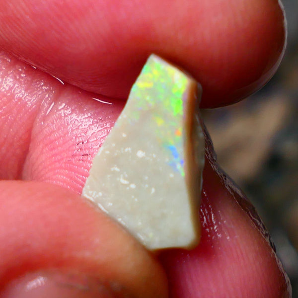 Lightning Ridge Gamble Seam opal rough 3.25cts Displaying  Vibrant & bright Multi colours 15x10x3mm ALP132