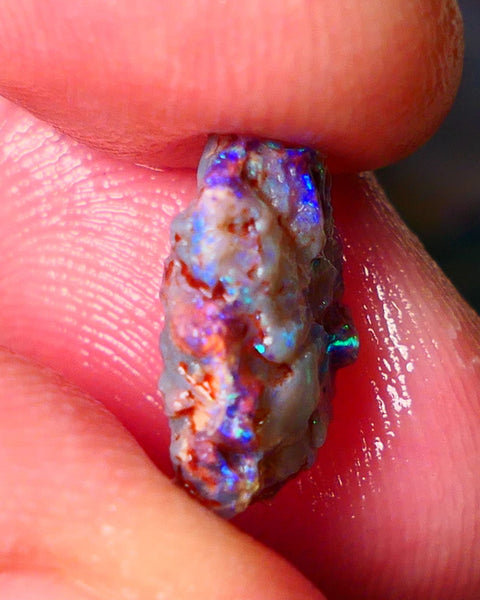 Lightning Ridge Gamble opal rough showing nice bright colours details to come cts ALP1xx