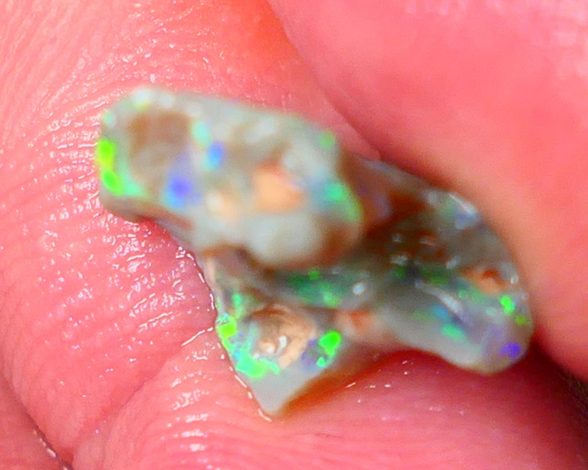 Lightning Ridge Gamble opal rough showing nice bright colours details to come cts ALP1xx