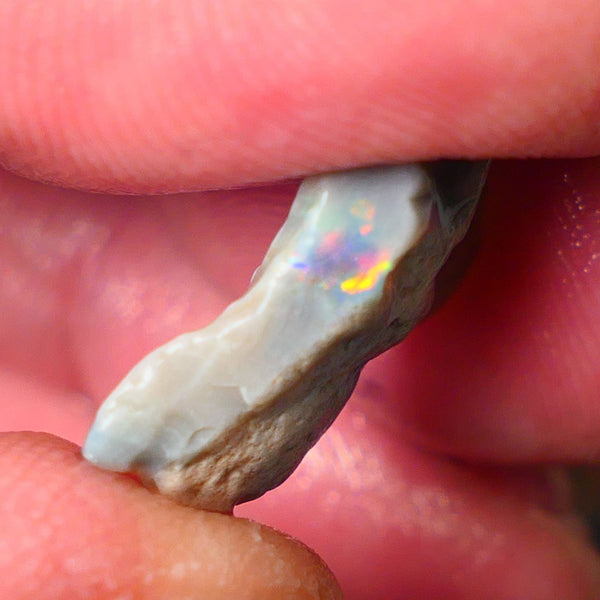 Lightning Ridge Gamble Seam opal rough with small zone showing nice bright multi colours 19x13x4mm ALP147