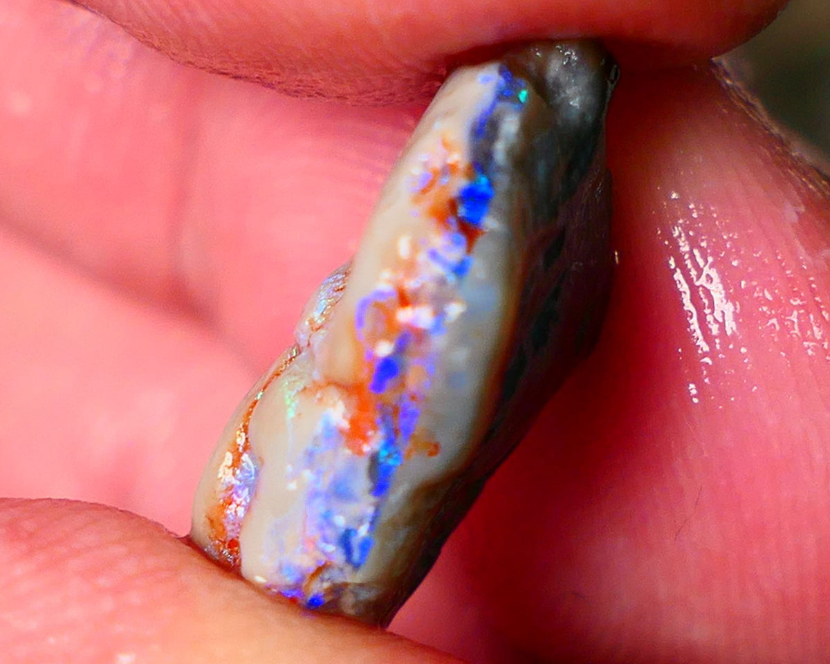 Lightning Ridge Gamble opal rough showing nice bright colours details to come cts ALP1xx